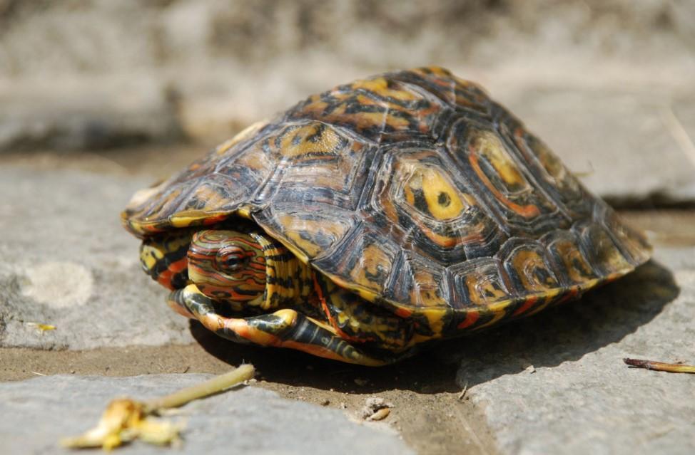 Recordings show some ‘mute’ animals communicate vocally