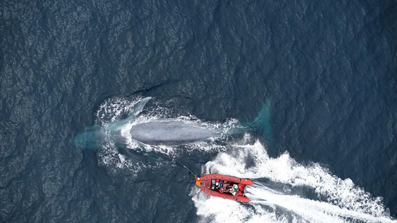 Blue whales eat 10 million pieces of microplastic a day