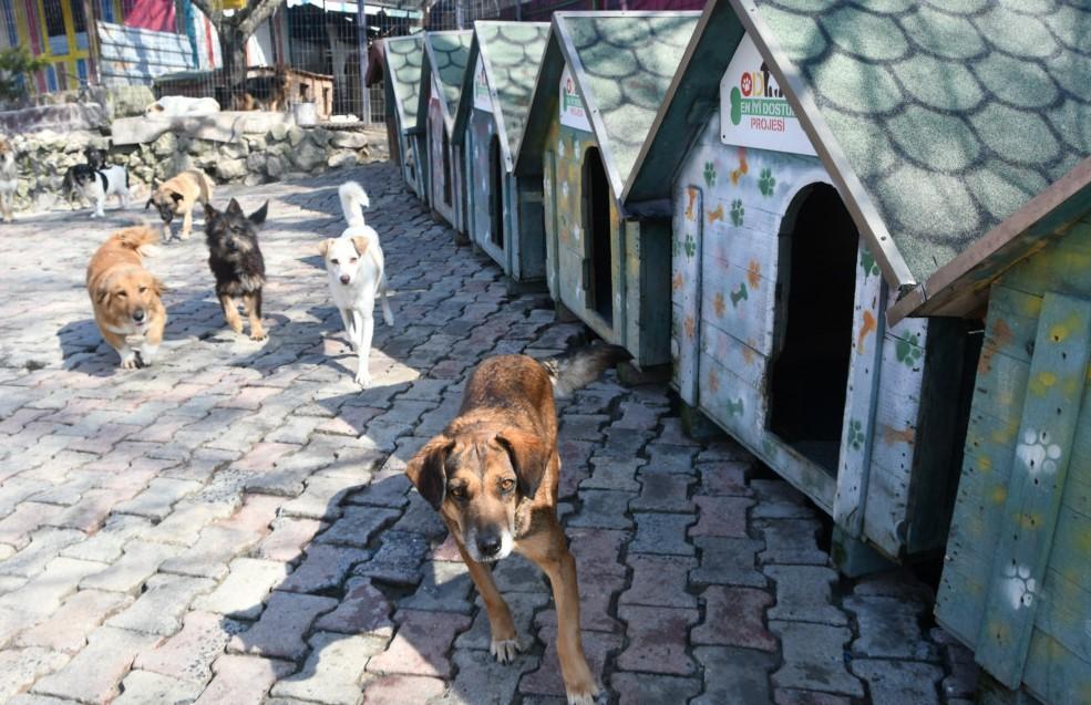 Ministry to target problems related to stray animals