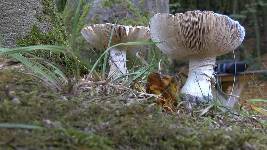 Five dead after consuming deadly fungus