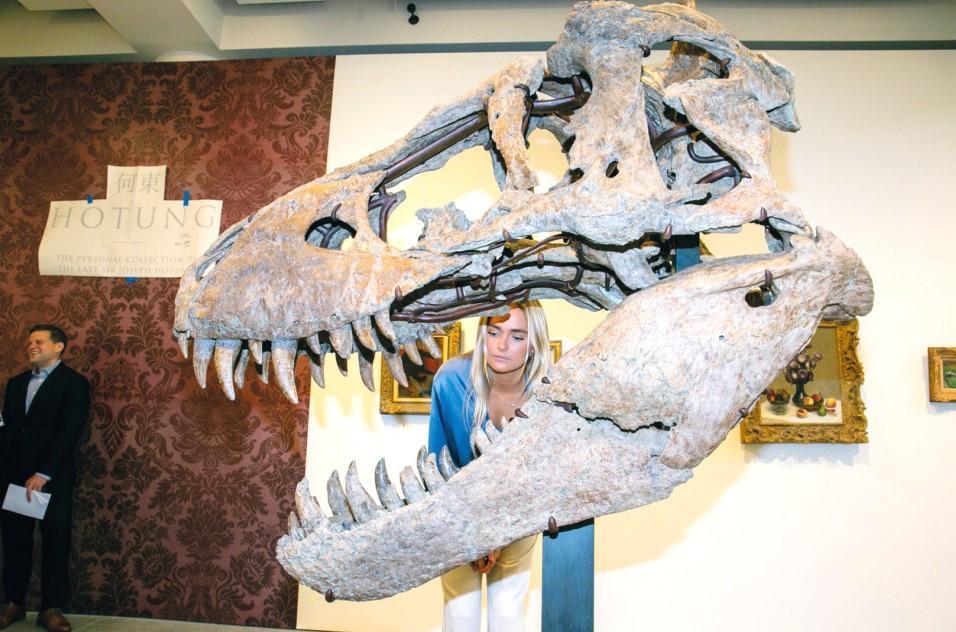 T rex skull unearthed in South Dakota to be auctioned in NY