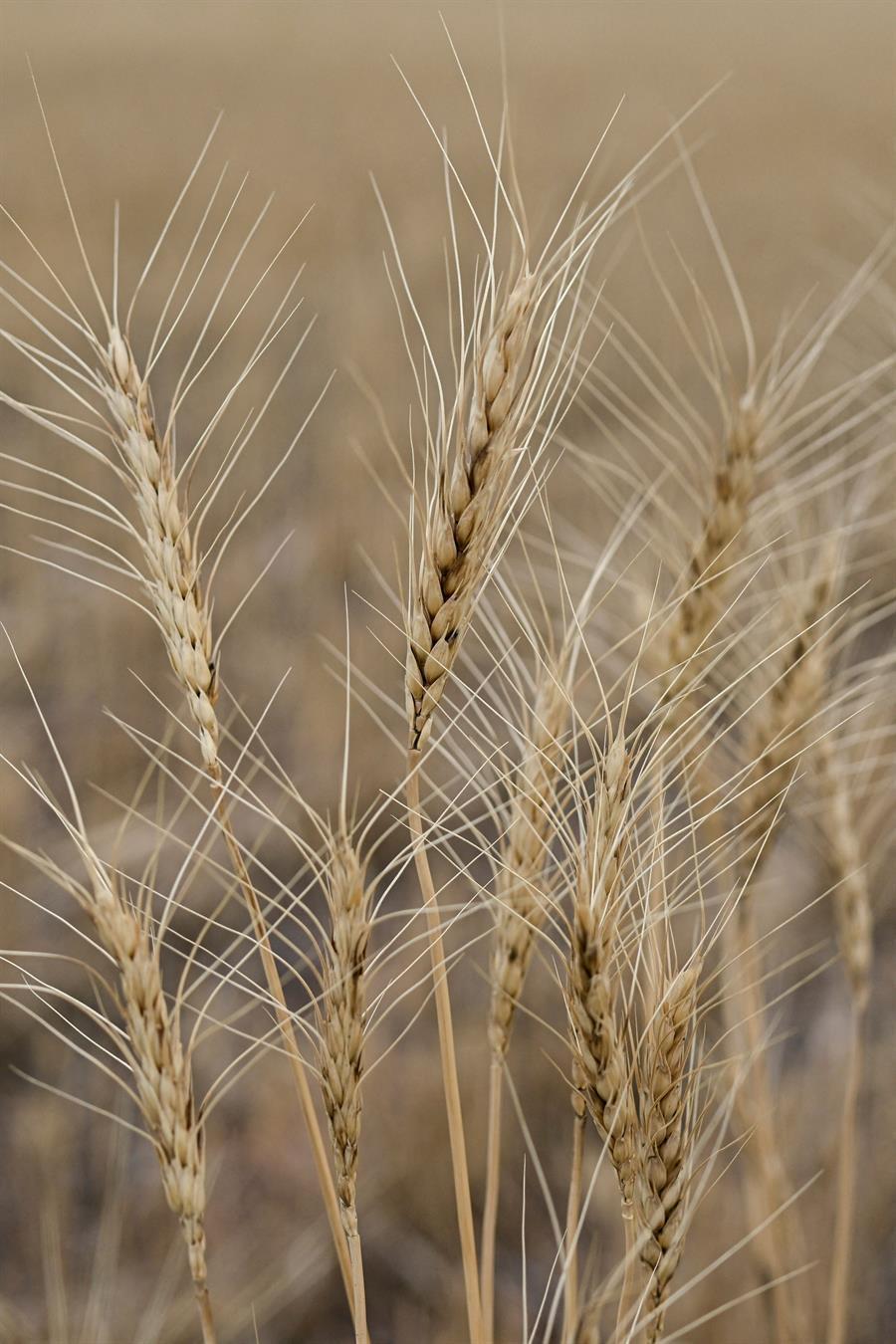 Wheat from Russia to be processed in Türkiye: Minister