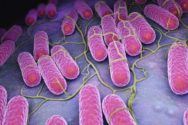 Salmonella nedir nasıl bulaşır yayılır Salmonella belirtileri