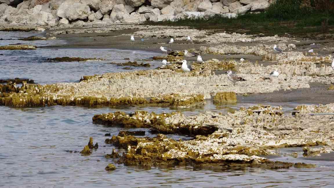 Lake withdrawal reveals giant microbialites