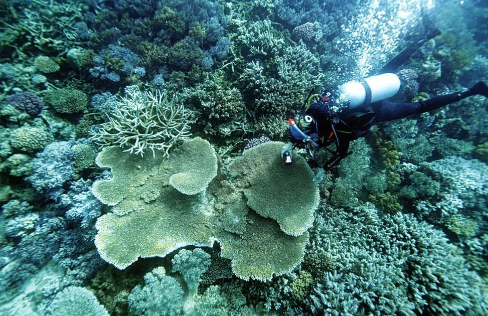 Scientists try to bolster Great Barrier Reef in warmer world