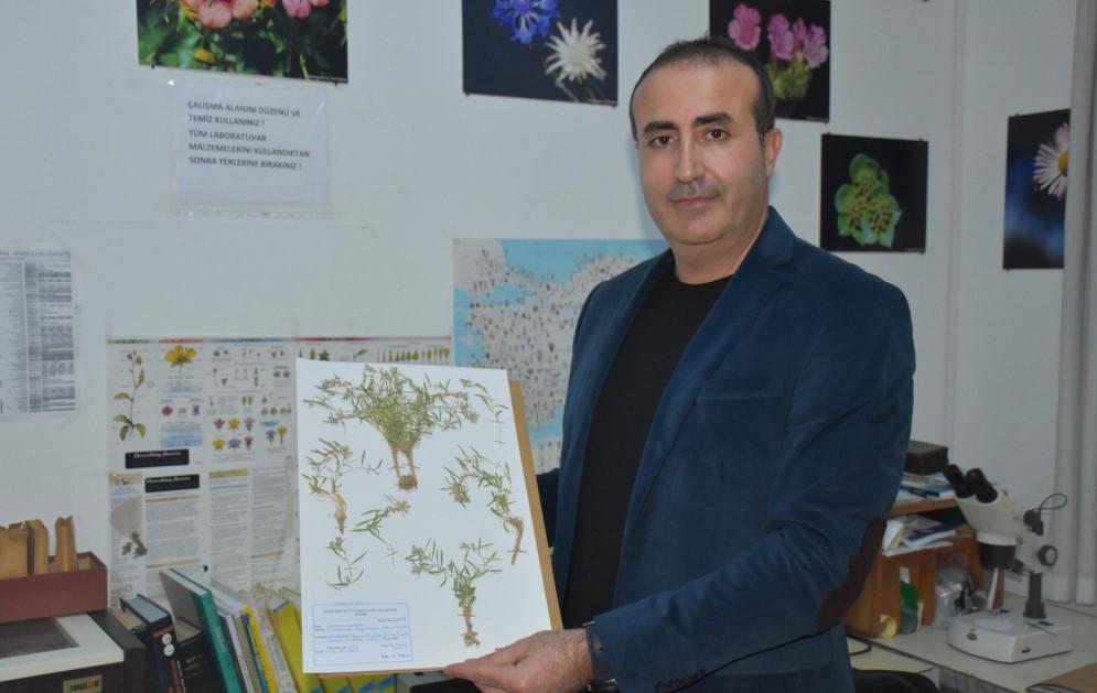 New plant species named after city found