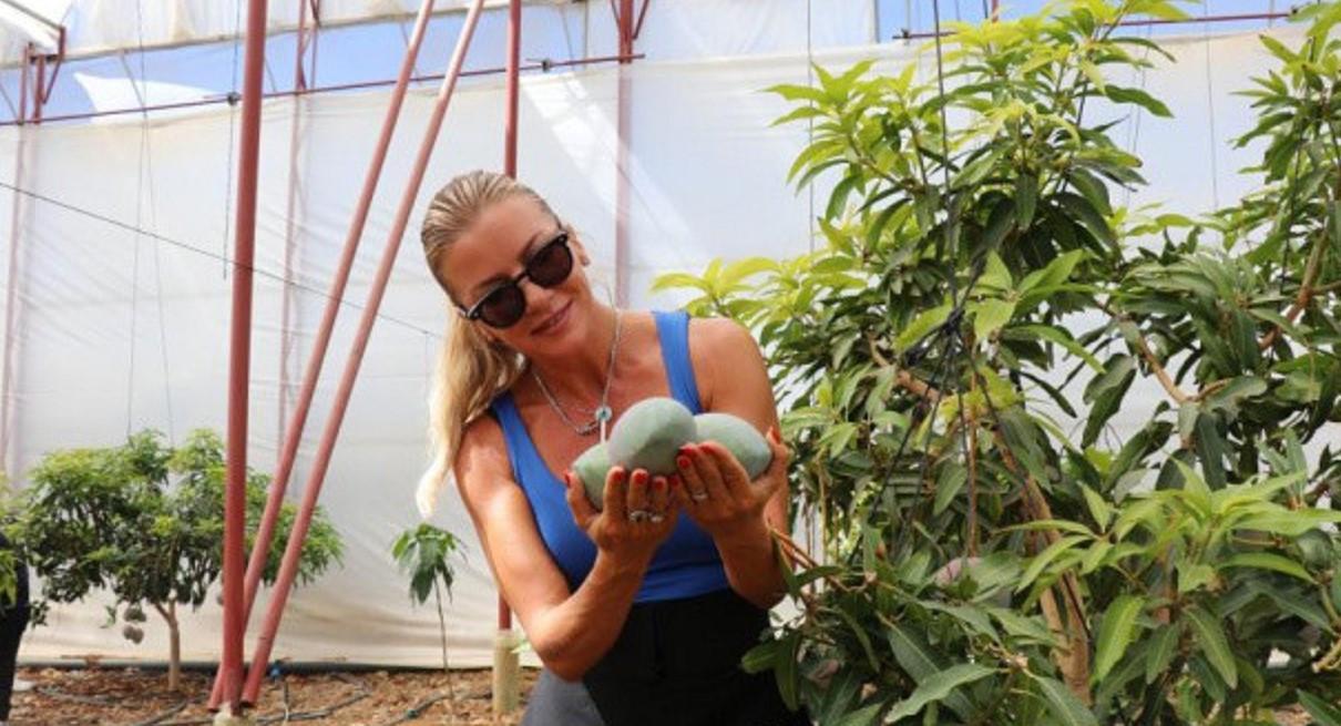 Mango new source of income for farmers in Alanya