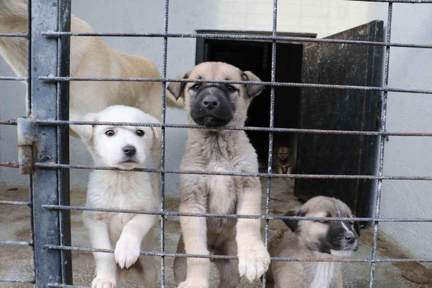 Ministry to provide forest areas for animal shelters in Istanbul
