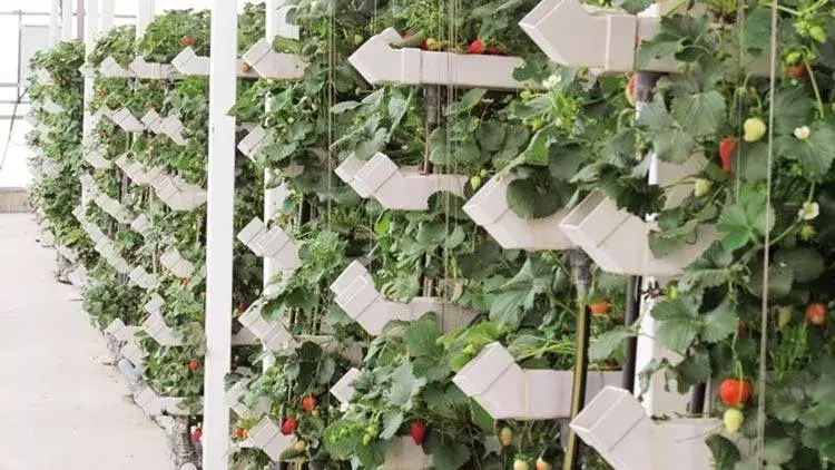 Company uses waste for ‘vertical farming’