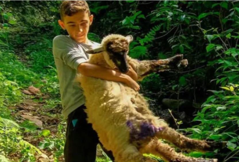 Boy spends all summer break with his lamb