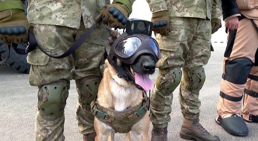 Bomb search dogs trained by Turkish Army on duty at World Cup