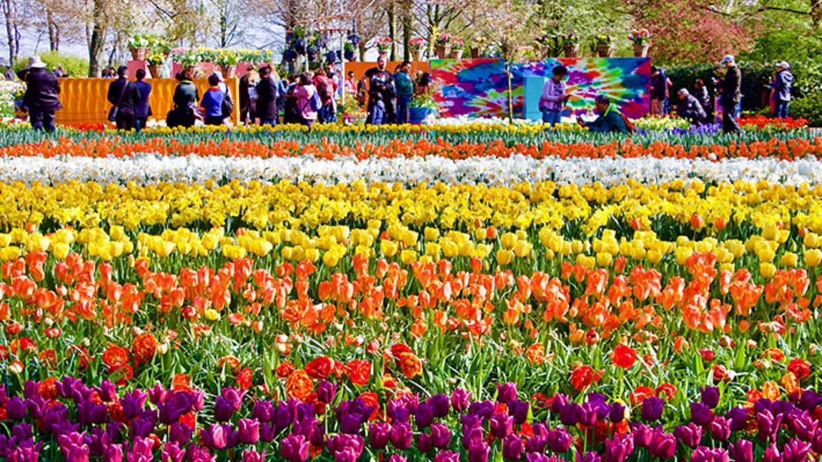 Cash crops: Dutch use bitcoin mining to grow tulips