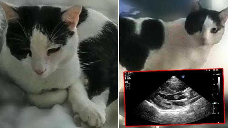 Heart valve tumor detected in cat, first time in world