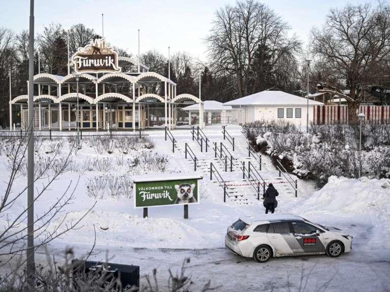 Swedish zoo shoots dead three chimps on the run