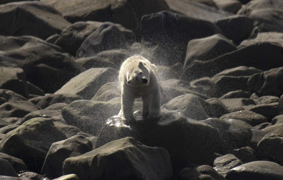 Canadian polar bears disappearing fast