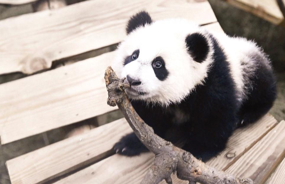 Male panda at Dutch zoo turns out to be female