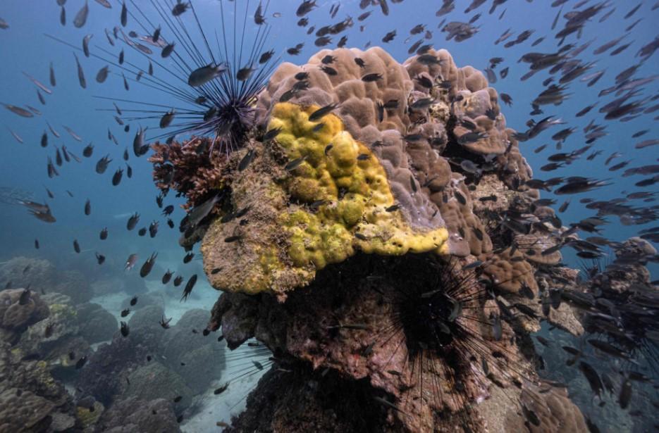 Yellow-band disease ravages Thailand’s coral reefs