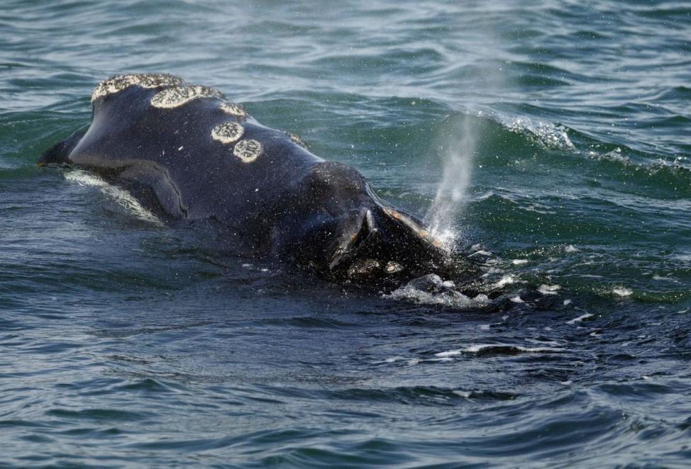 Vanishing right whale must remain on endangered list