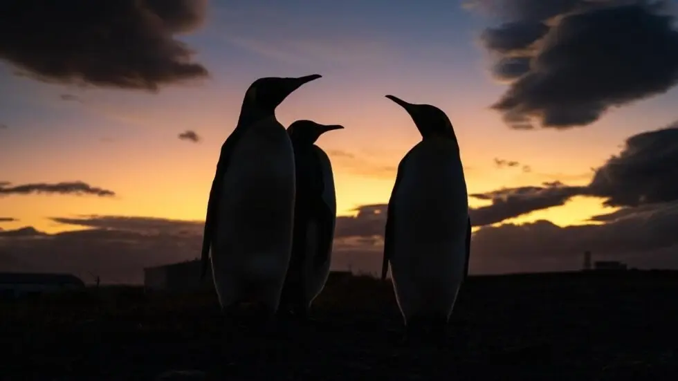 King penguins face climate change