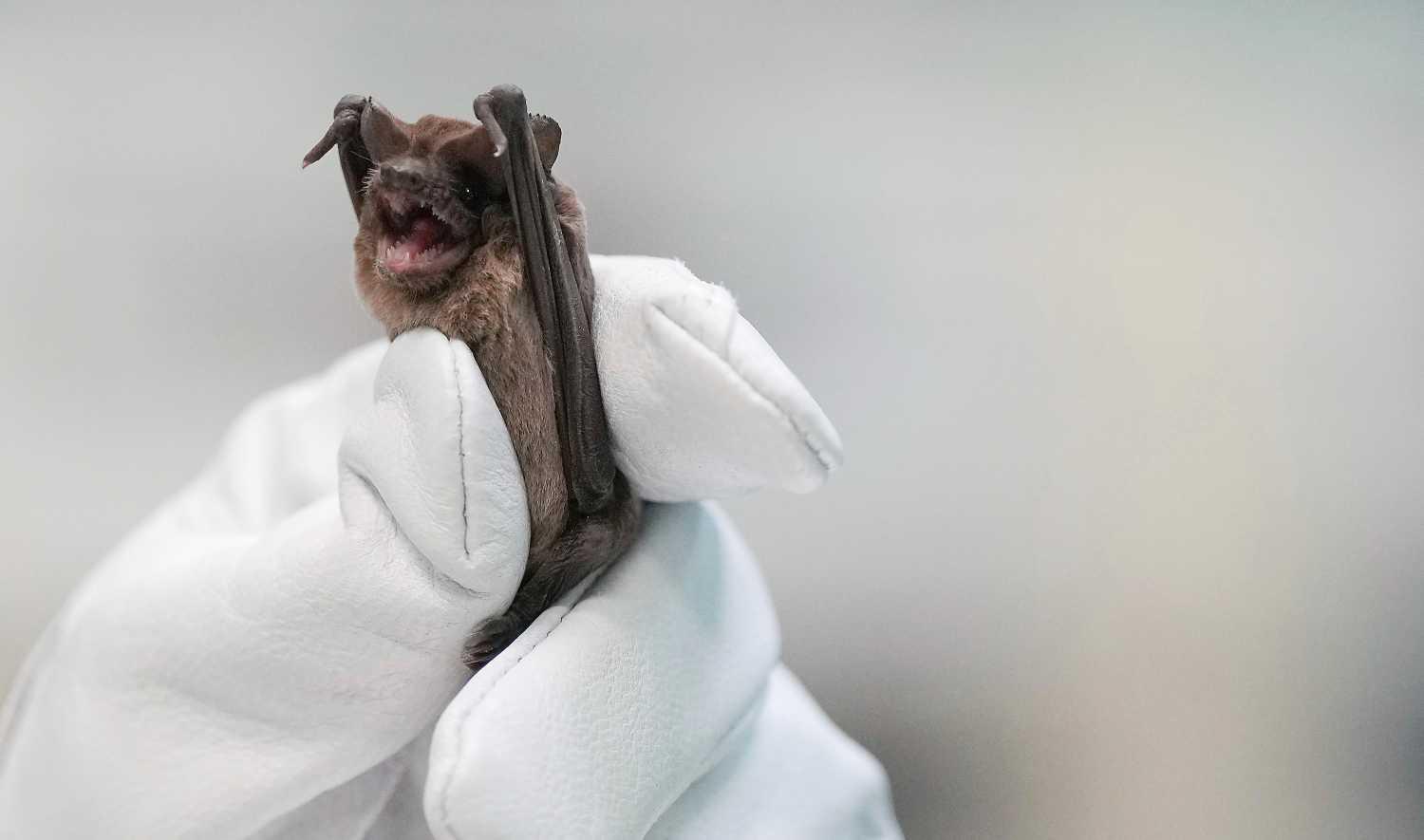 Bats plunge to ground in cold, saved by incubators, fluids