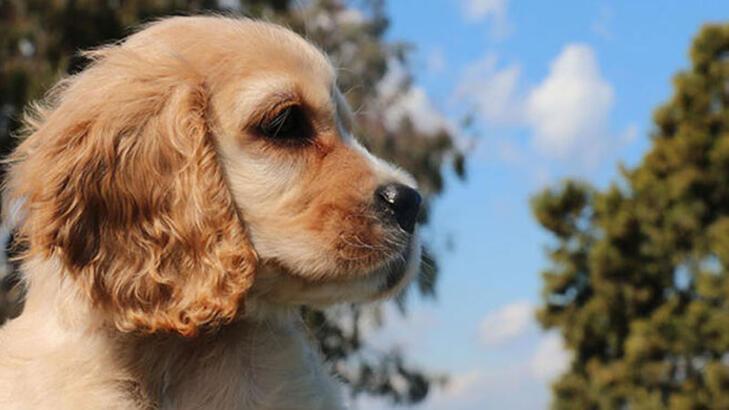 Pets abandoned to avoid fines as chipping time over