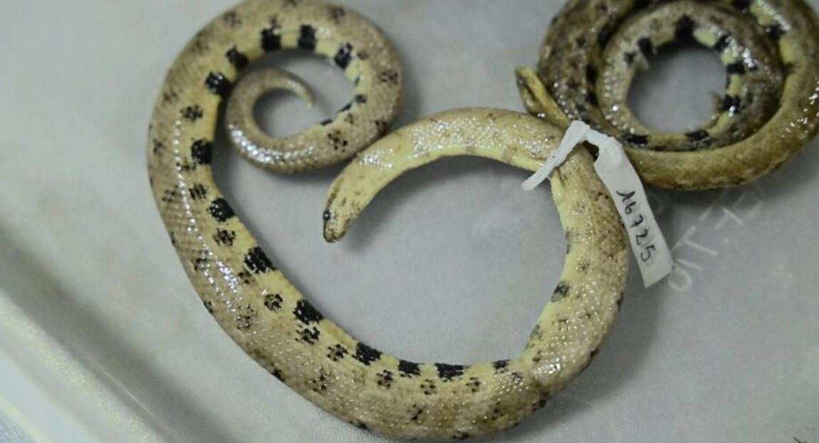 New dwarf boa found in Amazon