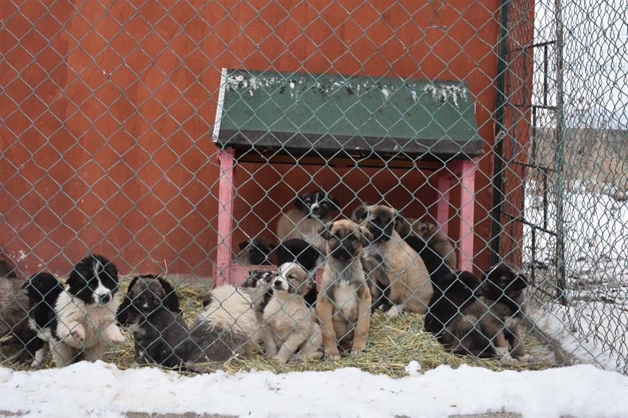‘Food Express’ sets off for animals in shelters in country’s east