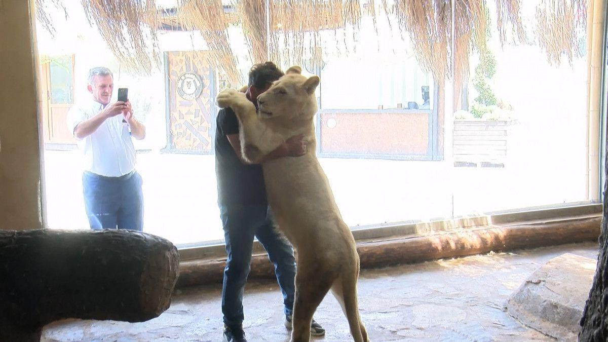 Vet adopts baby lion rejected by its mother