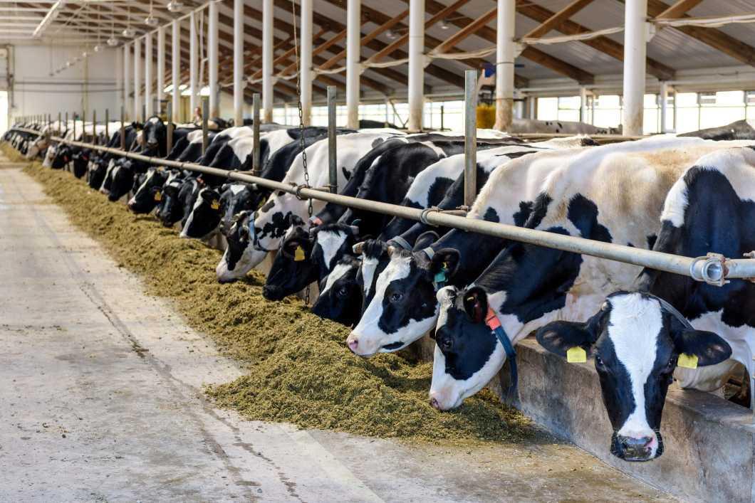 Milk production slowdown due to rise in production costs