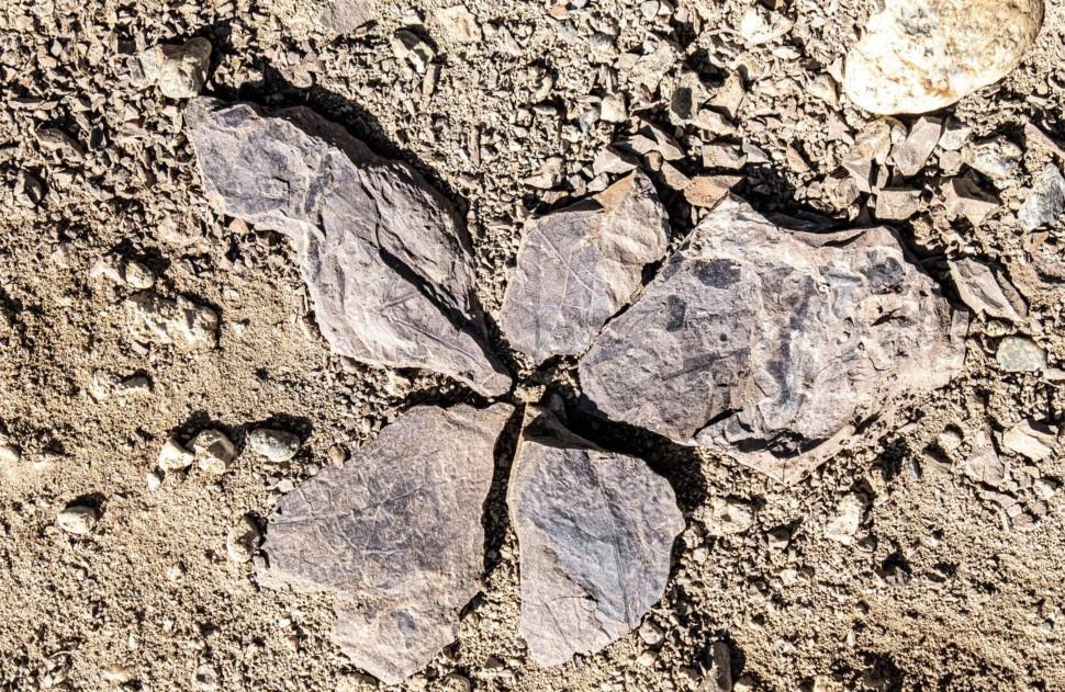 Four dinosaur species found in Chilean valley