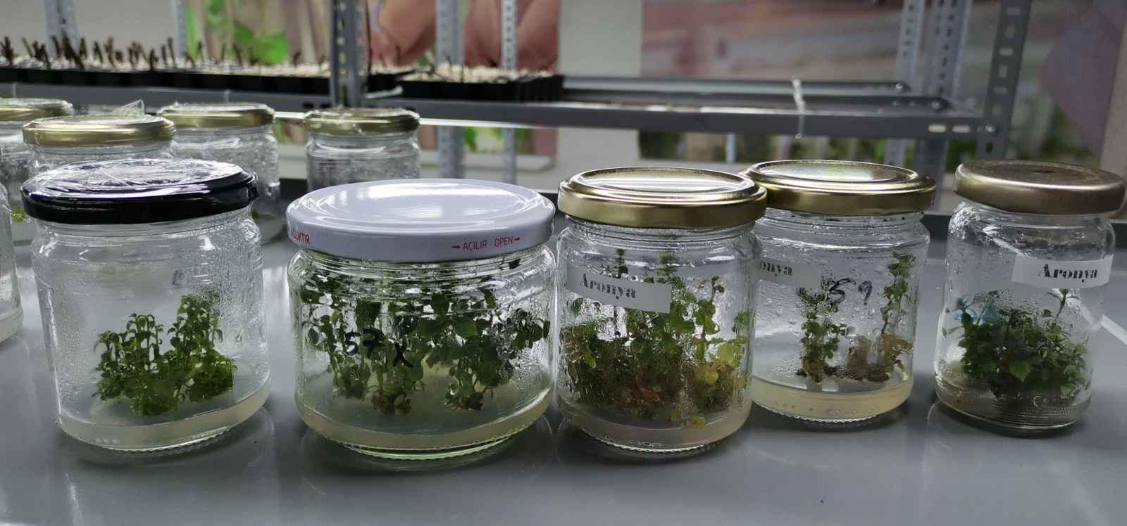 Six plants with high economic return cloned