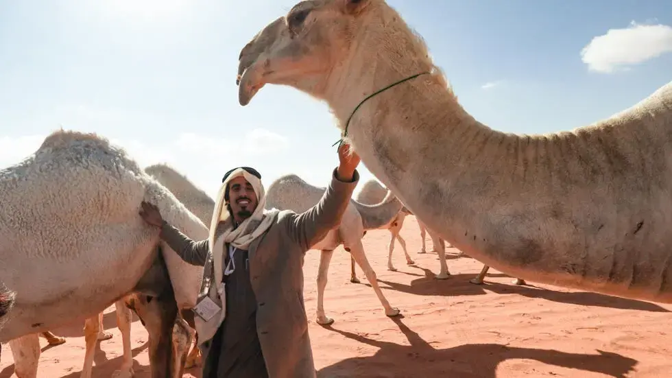 Saudi camel-whisperers use ‘special language’ to train herd