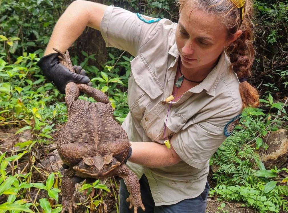 Australian rangers find ‘monster’ 2.7 kg cane toad