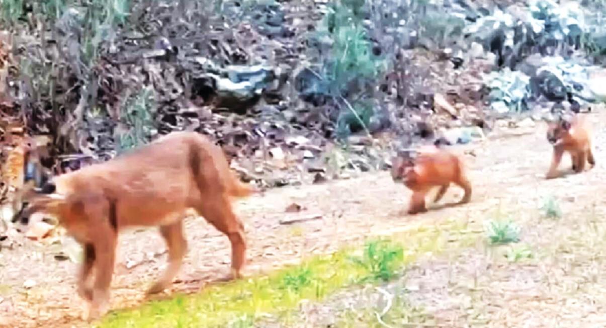 Endangered caracal monitored in Aegean province