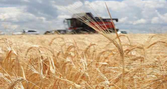 Ukraine grain harvest set to fall further this year
