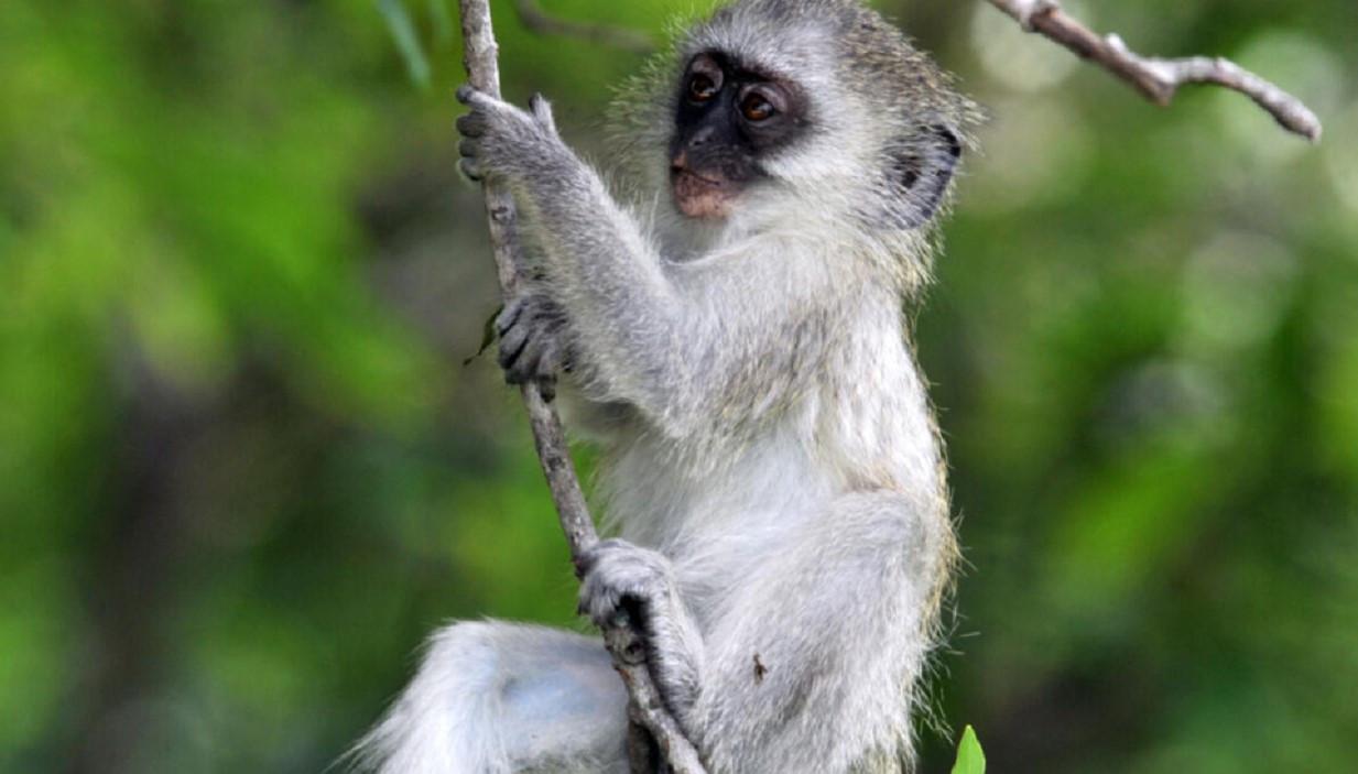 Tropical French territory battles monkey invasion