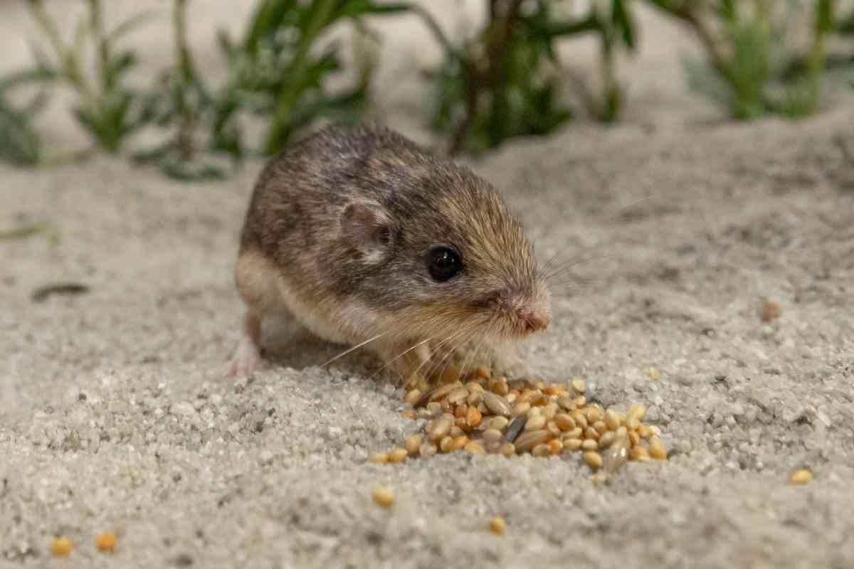Mouse named after Patrick Stewart is world’s oldest