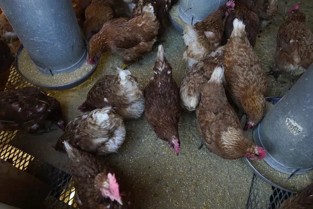 Bird flu costs pile up as US outbreak enters second year