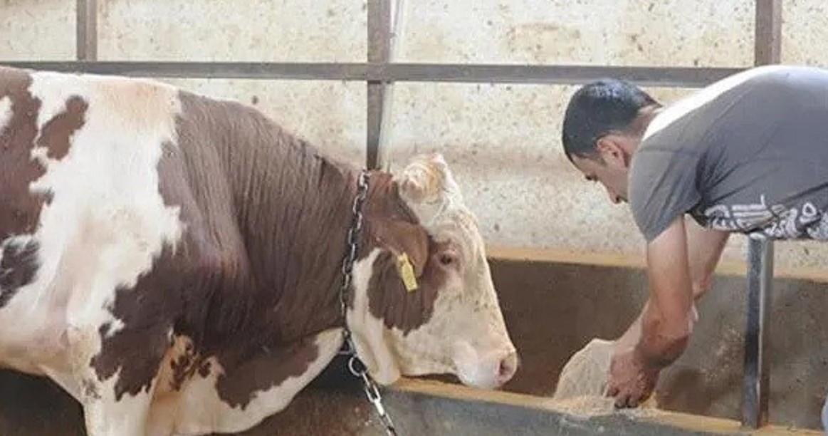 Agriculture and livestock hit by earthquake