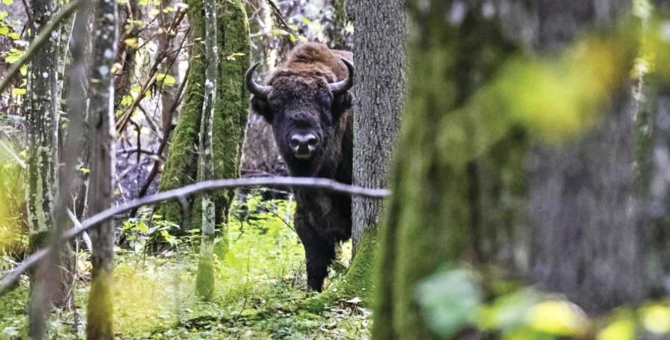 Extinct-in-the-wild species in conservation limbo