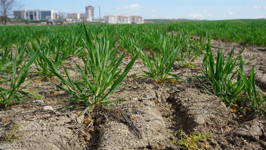 Serious drought around the corner for Türkiye: Experts