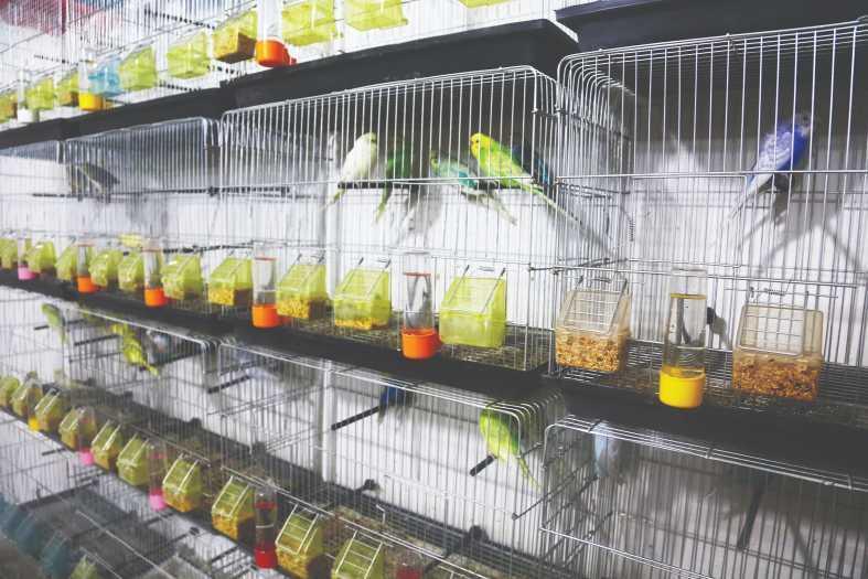 Bird sales soar as they are believed to sense quakes
