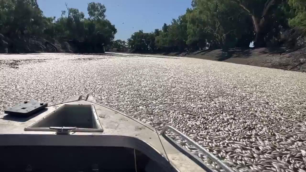 Millions of dead fish clog Australian river