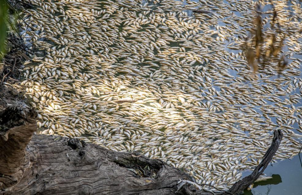 Millions of dead fish wash up amid heat wave in Australia