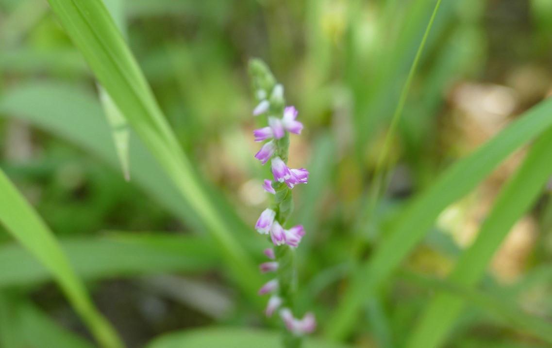 New ‘glass-like’ orchid species discovered in Japan