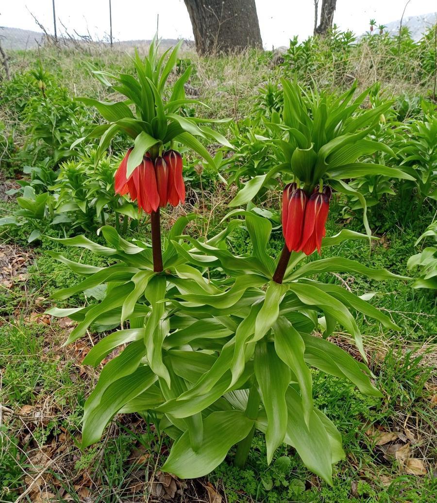 Inverted tulips bloom, fine imposed for plucking