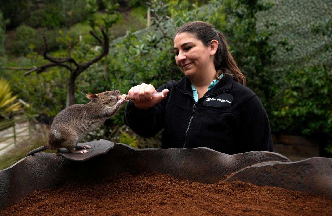 Rat ambassadors show off abilities to help