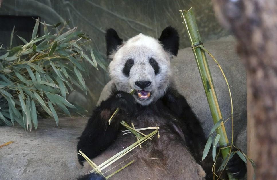 Ya Ya the giant panda heading to China after 20 years in US