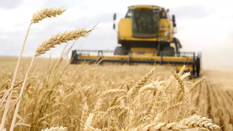 Talks for extension of grain deal to continue: Ankara