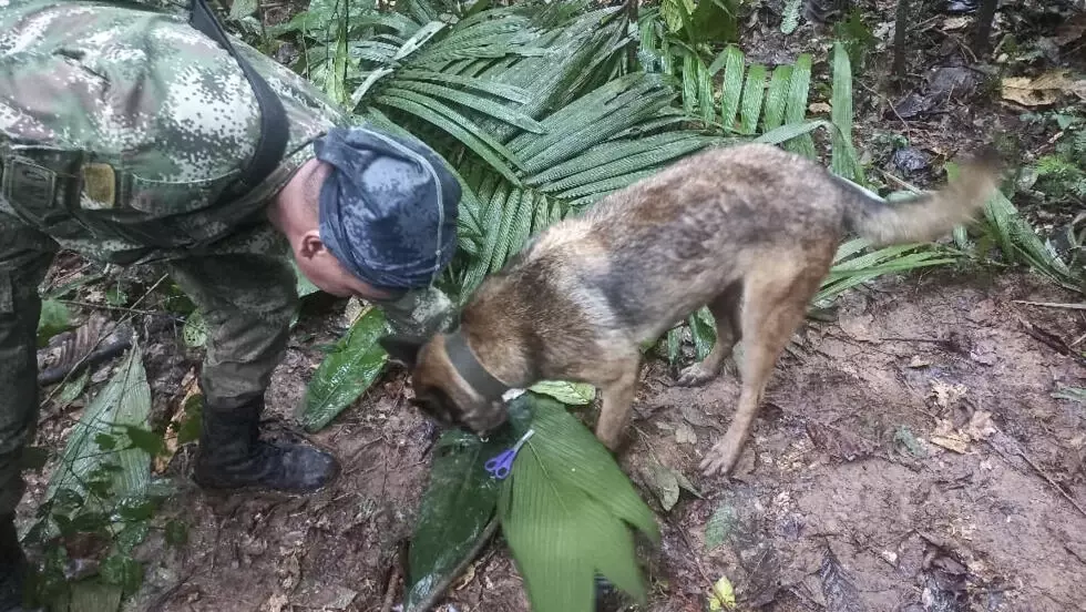 Colombia says four kids found alive in Amazon after plane crash